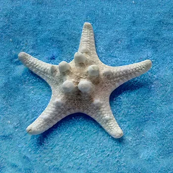 2 buc Naturale steaua de mare Sea Star Shell Face DIY Meșteșug Decor